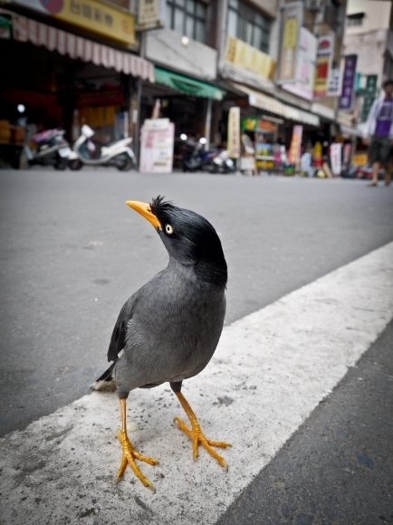 鳥，八哥，老街